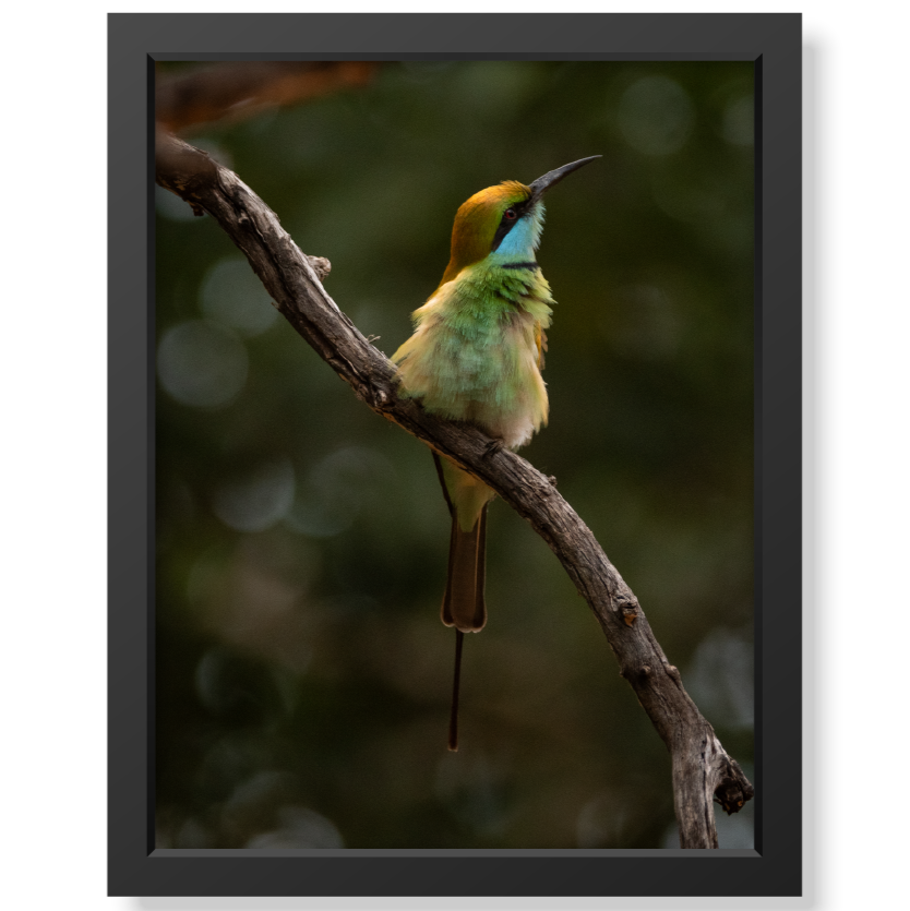 Little bird - Print + Frame with Glass - Jungle Juice