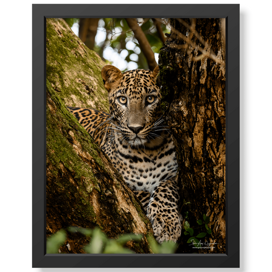 Silent Stalker - Print + Frame with Glass - Jungle Juice