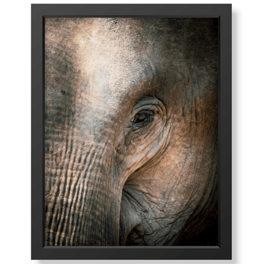 The Eye of Wisdom - Print + Frame with Glass - Jungle Juice