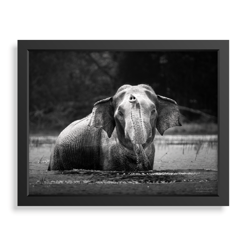 The Gentle Giant - Print + Frame with Glass - Jungle Juice