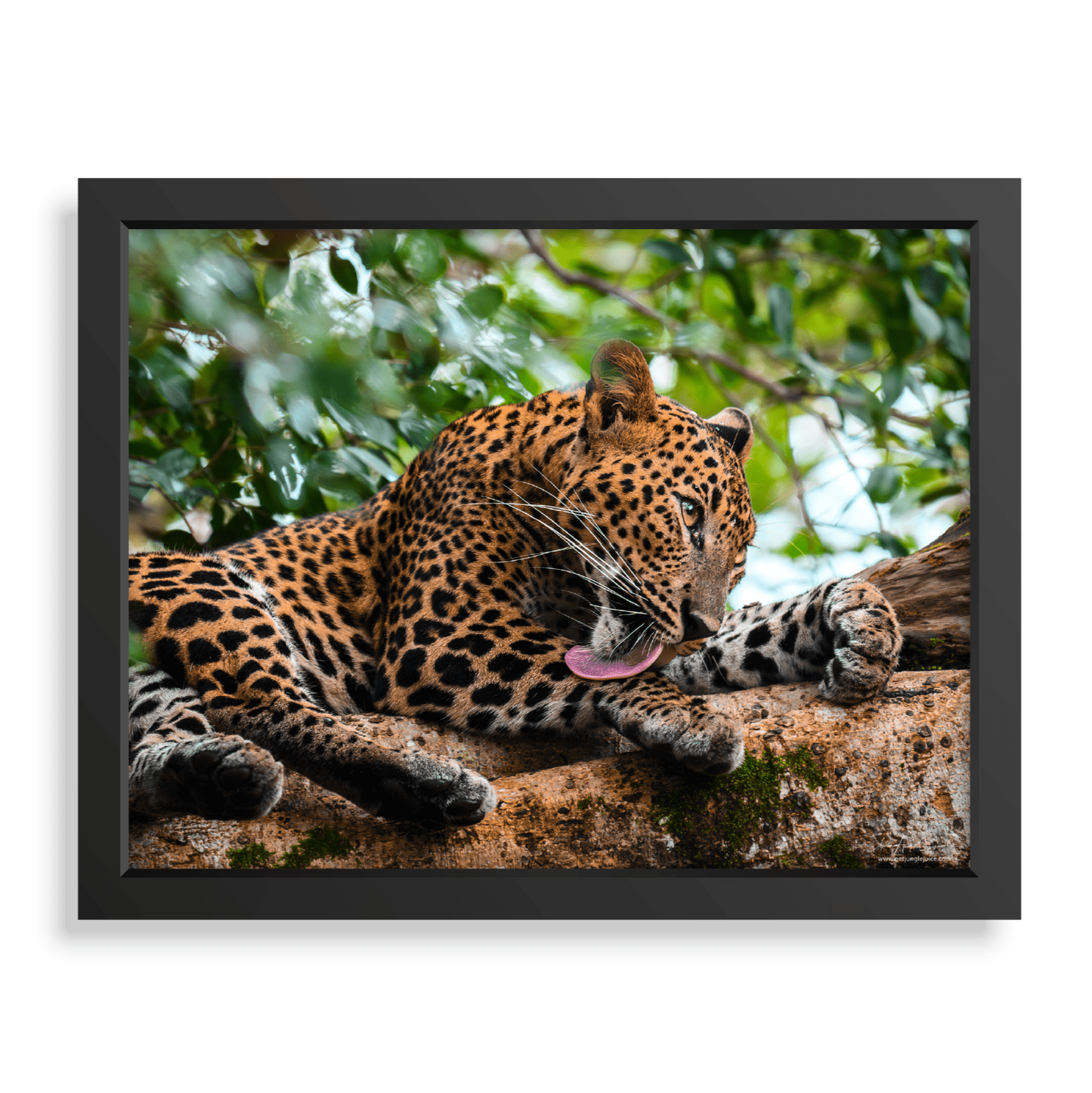 The Heir of Wilpattu - Print + Frame with Glass - Jungle Juice