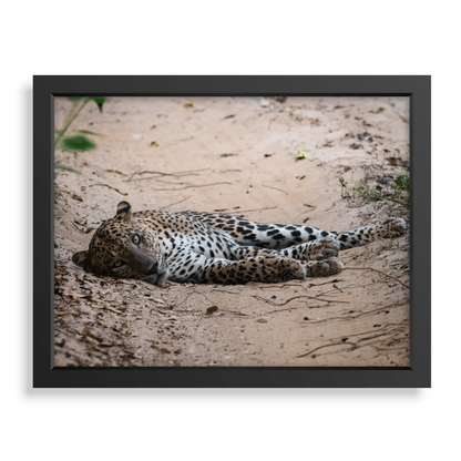 The king sleeps - Print + Frame with Glass - Jungle Juice