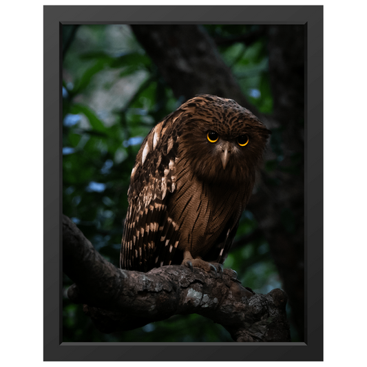 The wise old owl - Print + Frame with Glass - Jungle Juice